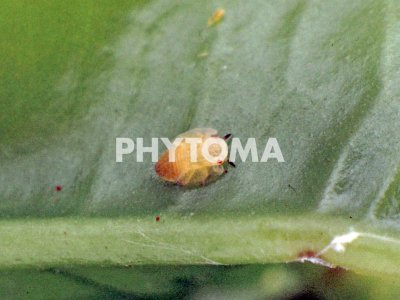 Diaphorina citri ( HLB ) 